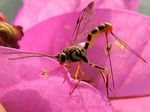 Syzeuctus sp. (Banchinae)